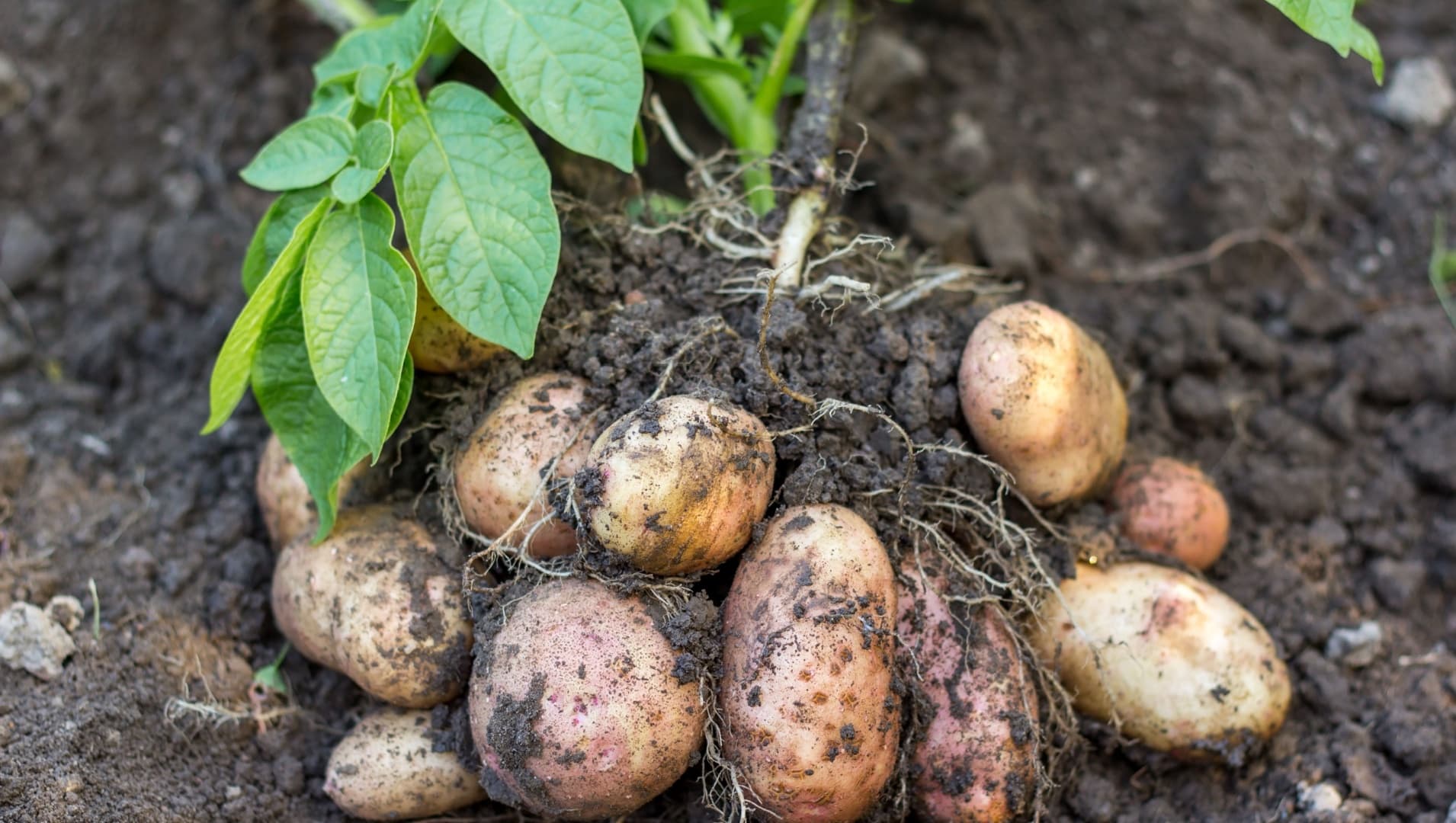 Advanced Michigan potato farm's move to fertigation means cost savings of nearly $30 per acre.