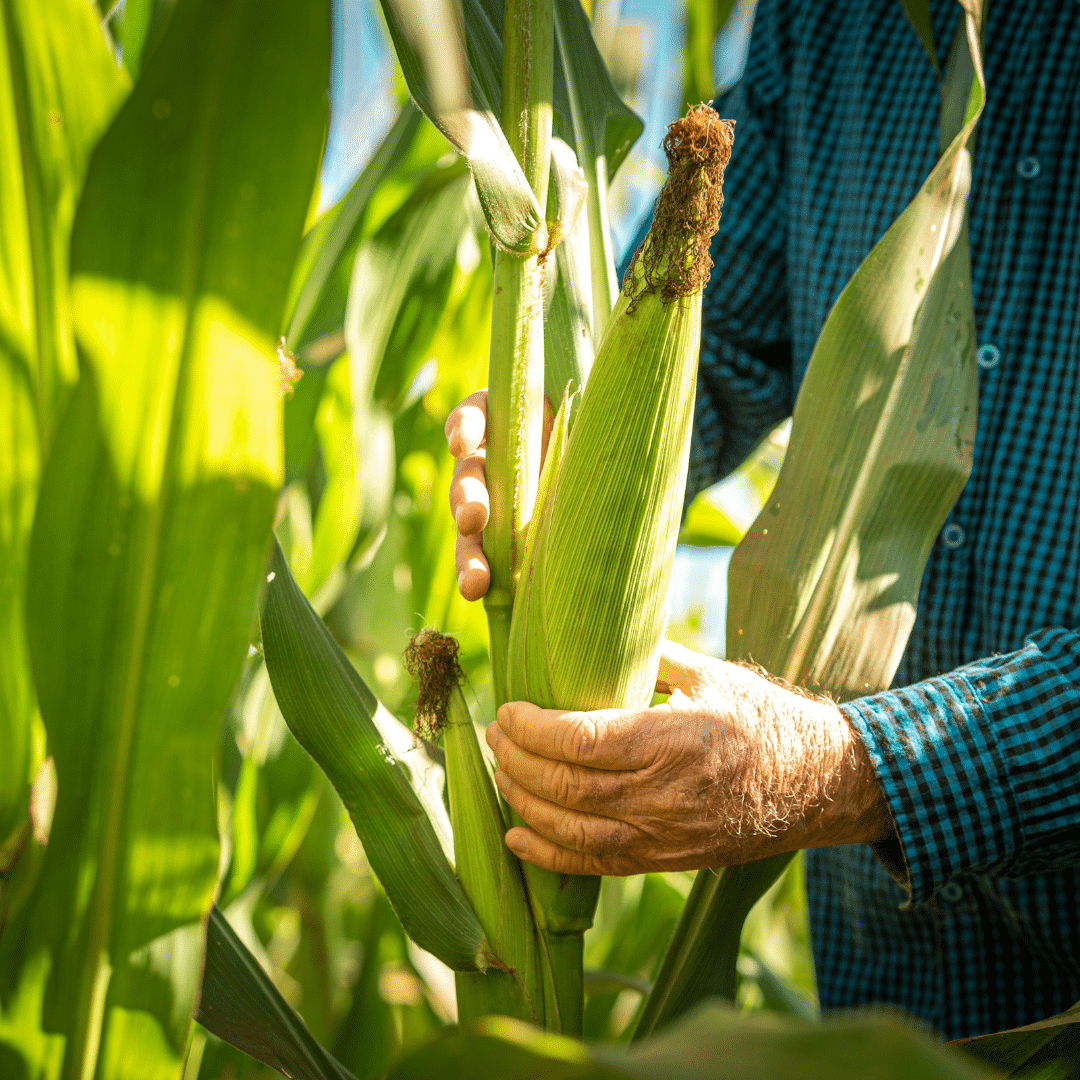 Fertilizer as Food Security