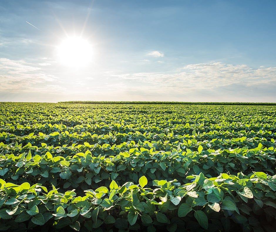 crop field