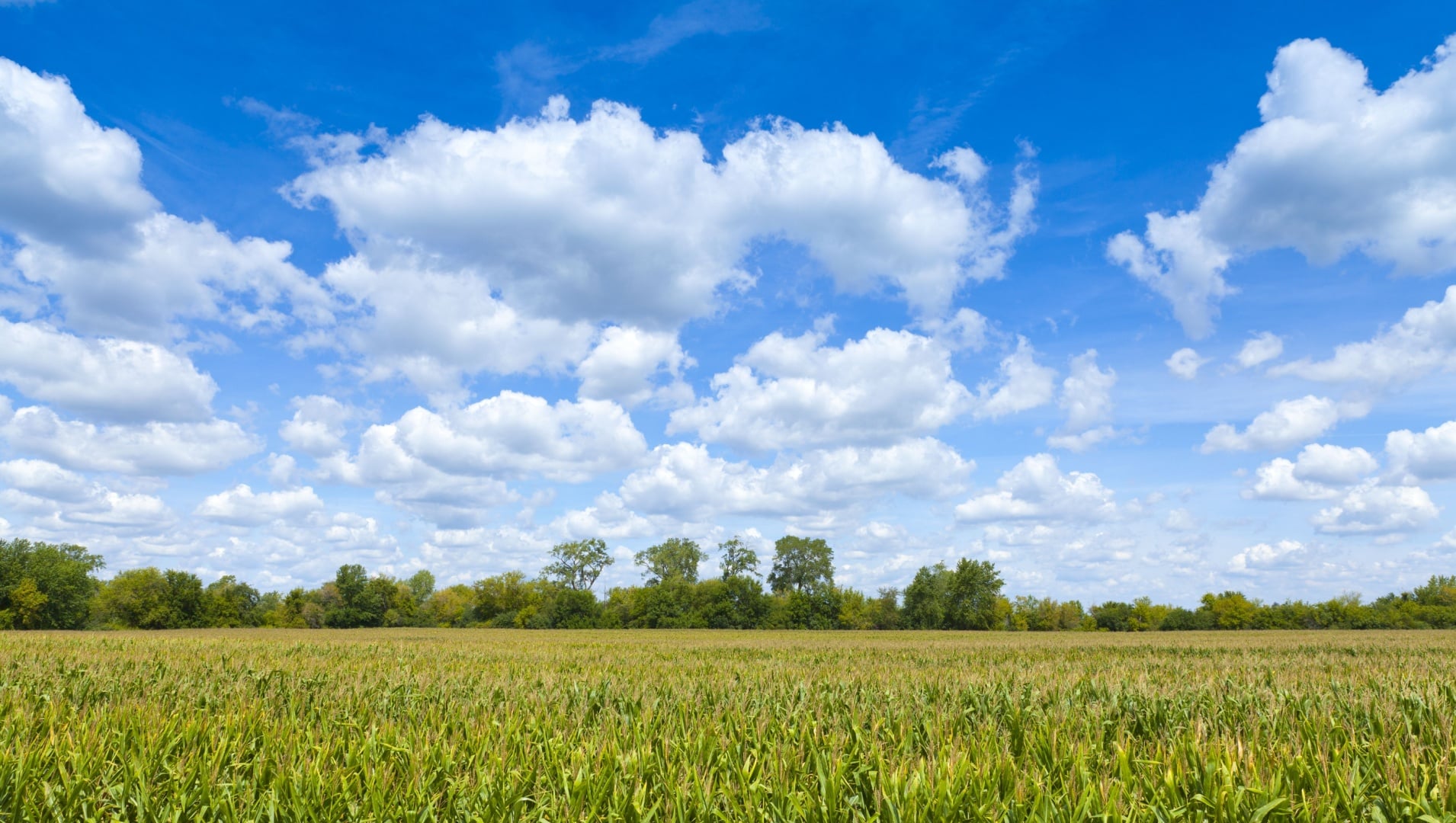 4R Impacts Grower Cost and Environment on Wisconsin Farm