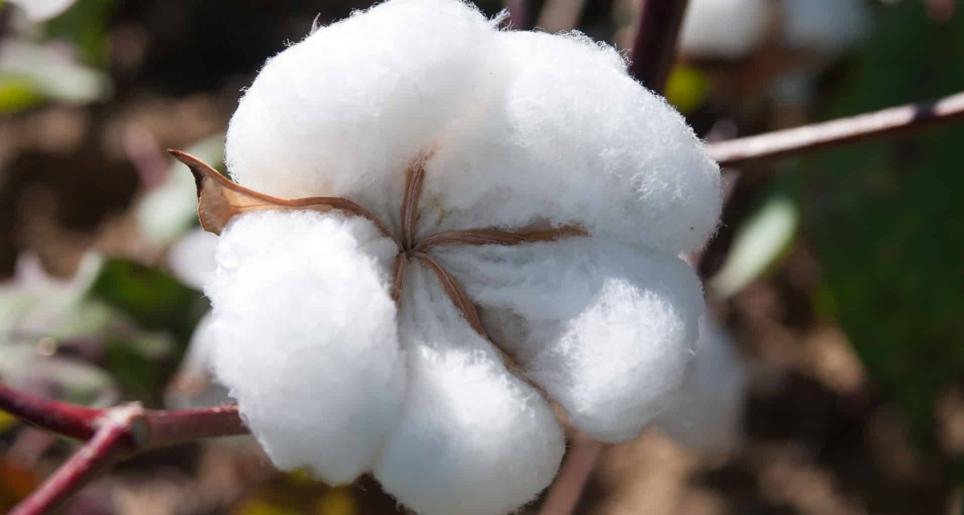 An Integrated Approach for Nitrogen Management In Upland Cotton Across The U.S. Cotton Belt