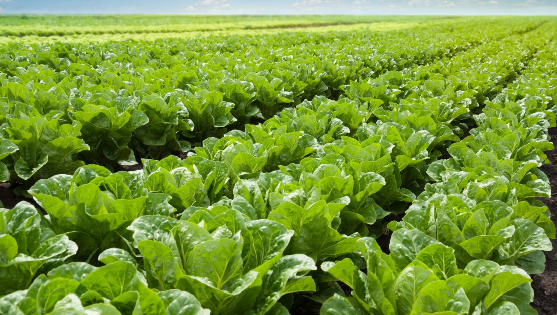Spatial and Temporal N Management for Irrigated Vegetable Production Systems