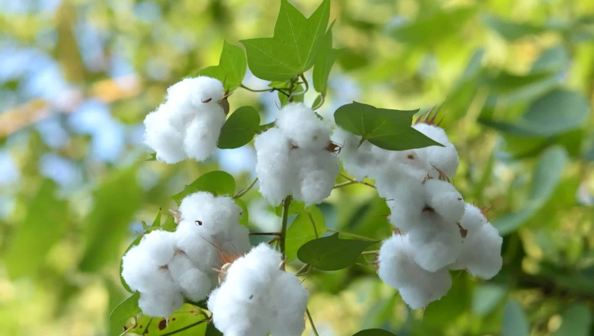 An Integrated Approach for Nitrogen Management In Upland Cotton Across The U.S. Cotton Belt