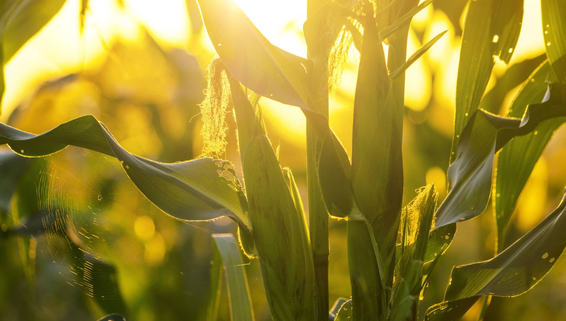 Coordinated Site Network for Studying the Impacts of 4R Nutrient Management on Crop Production and Nutrient Loss