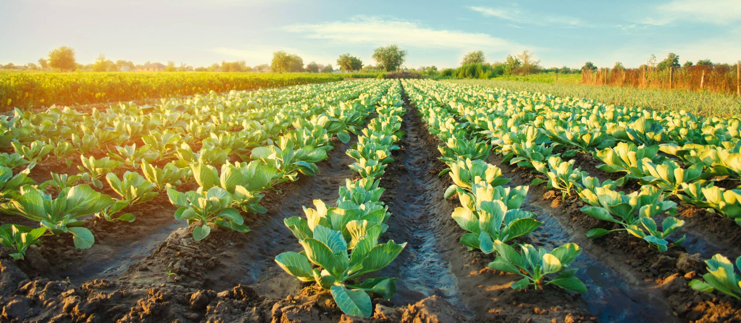 Webinar: USDA Prospective Plantings Report