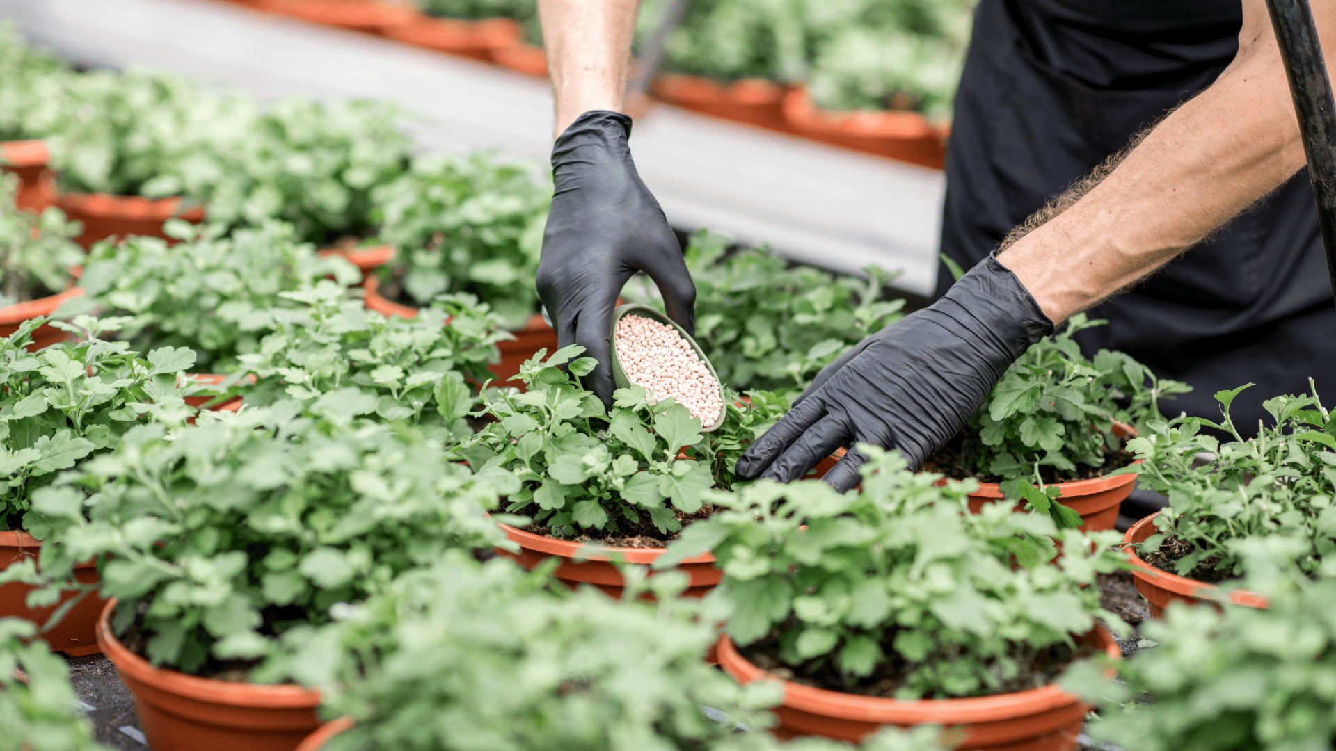 What Are Commercial Fertilizers and Why Are They a Smart Choice for Plants